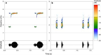 Novel sounds, native responses: exploring the acoustic consequences of Eleutherodactylus johnstonei’s invasion in urban areas